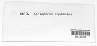 Cerioporus squamosus image